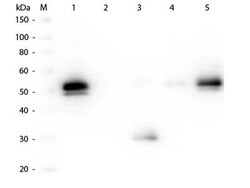 Goat anti-Rabbit IgG Fc Secondary Antibody, Biotin (Pre-adsorbed), Novus Biologicals&trade;